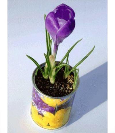 Microgiardini Fiori in Lattina Seme Crocus