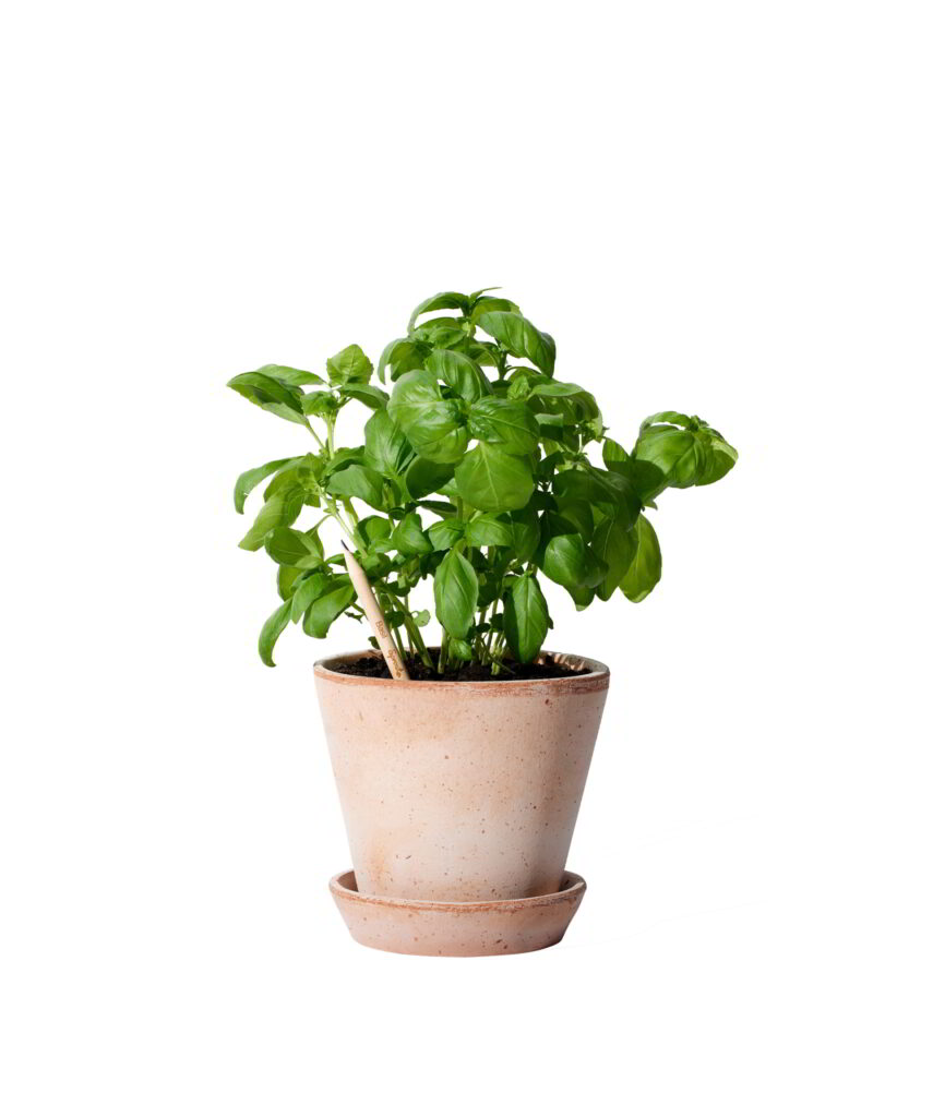 Matita Basilico Fiorita