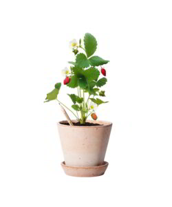 Matita Fragola Fiorita