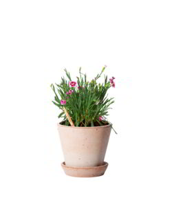 Matita Garofano Fiorita