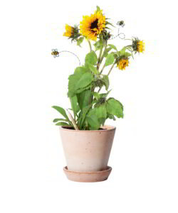 Matita Girasole Fiorita