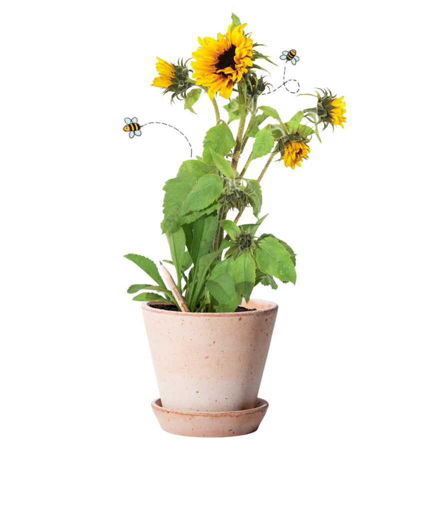 Matita Girasole Fiorita