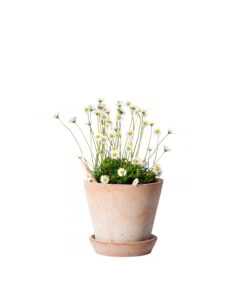 Matita Margherita Fiorita