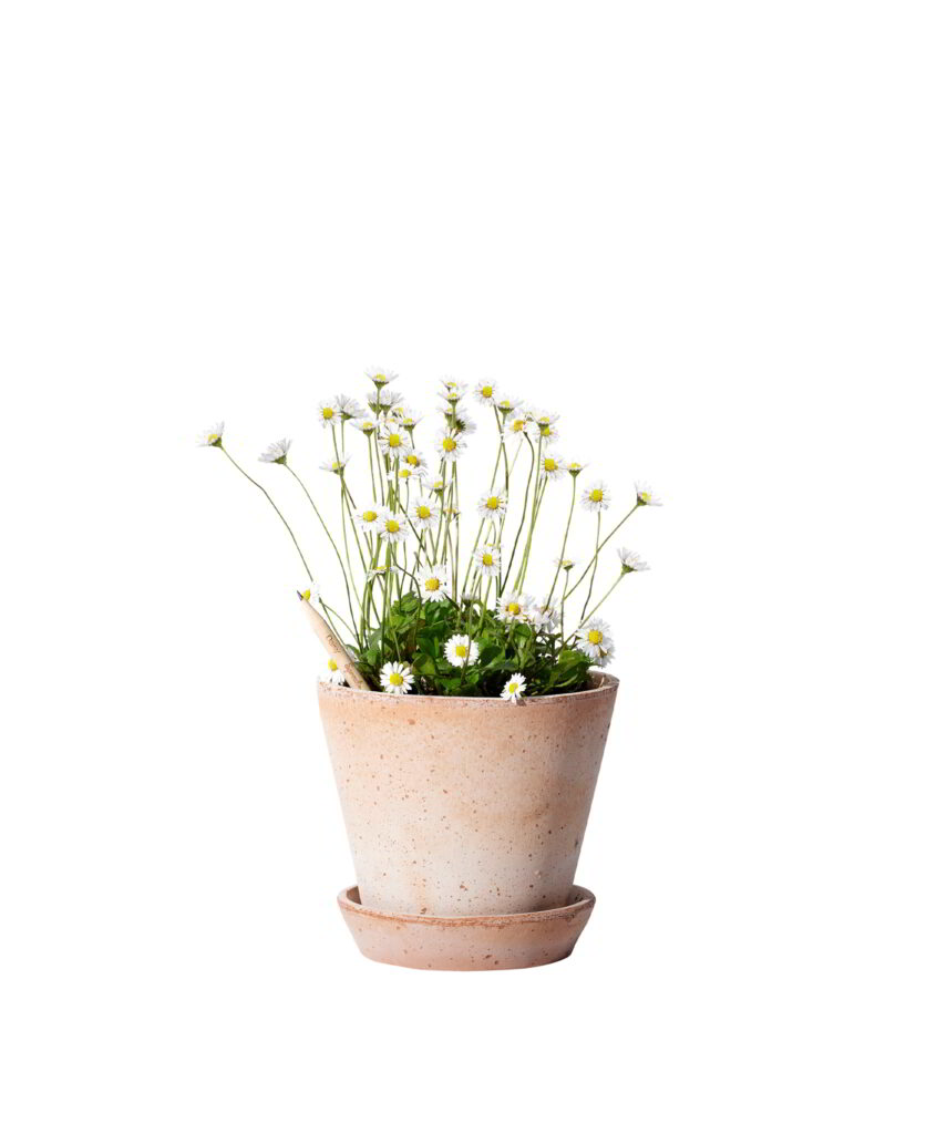 Matita Margherita Fiorita
