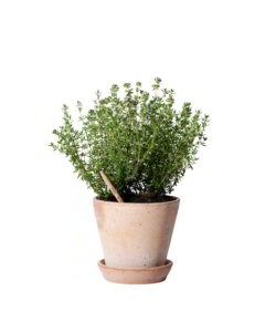 Matita Timo Fiorita