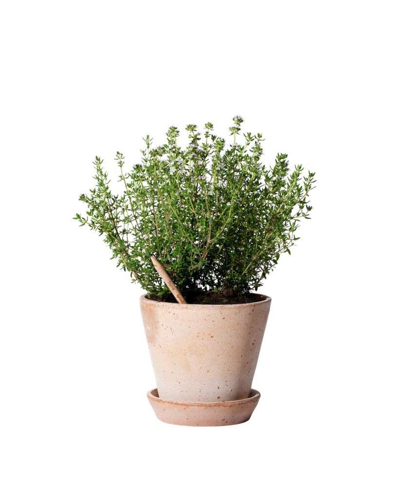Matita Timo Fiorita