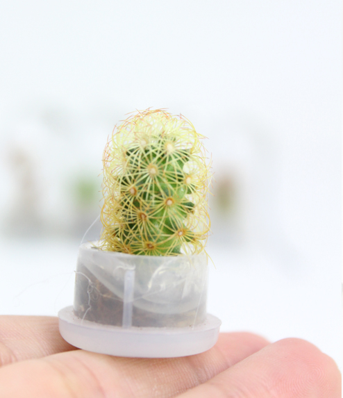 Portachiavi Mini Cactus con Micro Nature Hedge senza Capsula