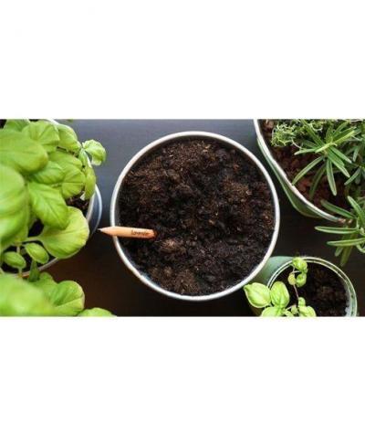 Matita Sprout Piantabile Lavanda in vaso con Erbe Aromatiche