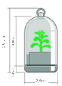 mini_cactus_size