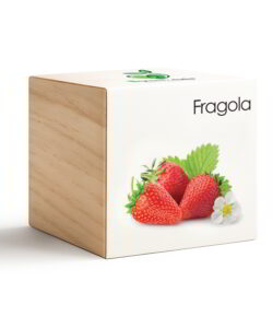 iGreen Cube Fragola