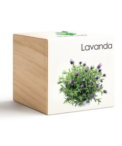 iGreen Cube Lavanda
