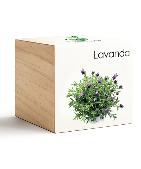 iGreen Cube Lavanda 487x583