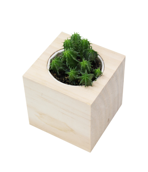 iGreen Cube, Eco Cube in Legno 7.5x7.5 cm Cactus con Confezione avvolgente Standard