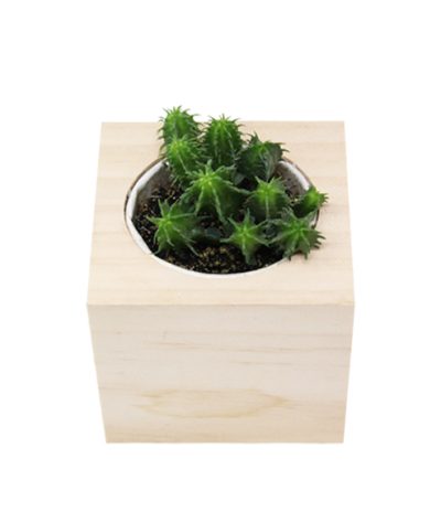 iGreen Cube, Eco Cube in Legno 7.5x7.5 cm Cactus con Confezione avvolgente Standard
