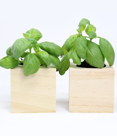 iGreen Cube, Eco Cube in Legno 7.5x7.5 cm Basilico con Confezione avvolgente Standard