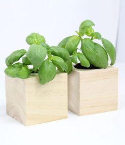 iGreen Cube, Eco Cube in Legno 7.5x7.5 cm Basilico con Confezione avvolgente Standard