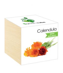 iGreen Cube, Eco Cube in Legno 7.5x7.5 cm Calendula con Confezione avvolgente Standard