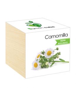 iGreen Cube, Eco Cube in Legno 7.5x7.5 cm Camomilla con Confezione avvolgente Standard