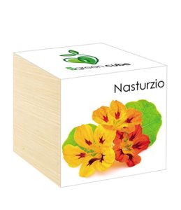iGreen Cube, Eco Cube in Legno 7.5x7.5 cm Nasturzio con Confezione avvolgente Standard