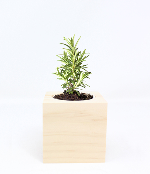 iGreen Cube, Eco Cube in Legno 7.5x7.5 cm Rosmarino con Confezione avvolgente Standard