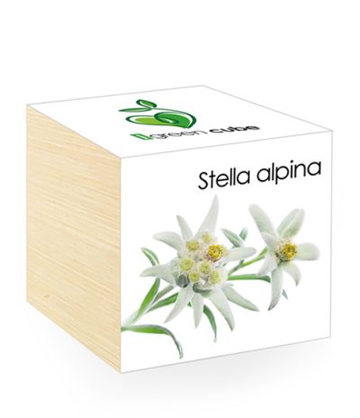 iGreen Cube, Eco Cube in Legno 7.5x7.5 cm Stella alpina con Confezione avvolgente Standard