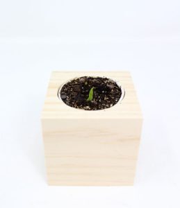 iGreen Cube, Eco Cube in Legno 7.5x7.5 cm con Confezione avvolgente Standard