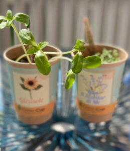 Cup sbocciate