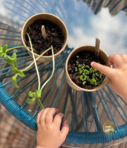 iGreen Cup sbocciati