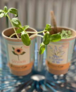 iGreen Cup sbocciato