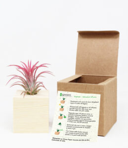 Airplant con istruzioni 1 494x573