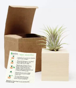 Airplant con istruzioni 494x573