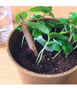 Matita Sprout Piantabile Riciclabile con Basilico