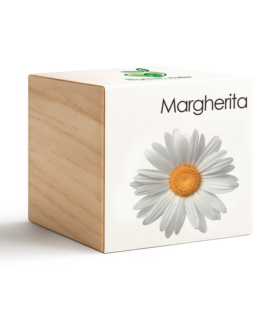 iGreen Cube Margherita