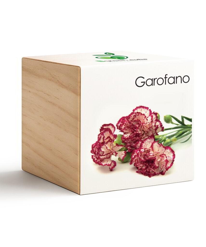 iGreen Cube Garofano