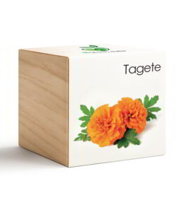 iGreen Cube Tagete