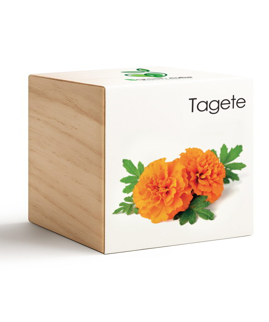 iGreen Cube Tagete