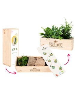 Plants in The Box L