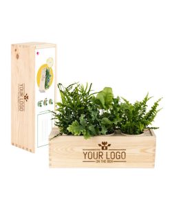 Plants In a box Medium