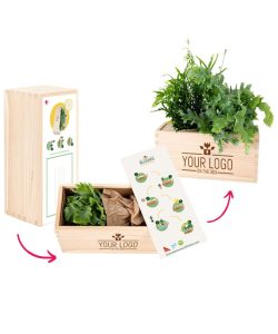 Plants In a Box - Medium
