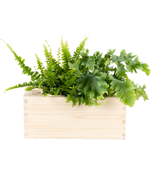 O2 Plants In a Box Medium