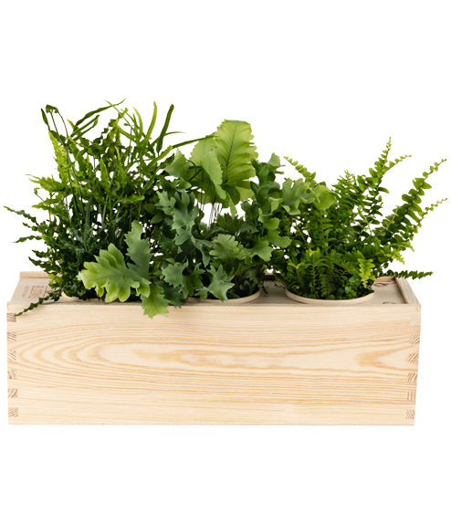 O2 Plants In the Box - Medium