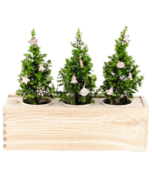 Plants in The Box Christmas Tree addobbi Large