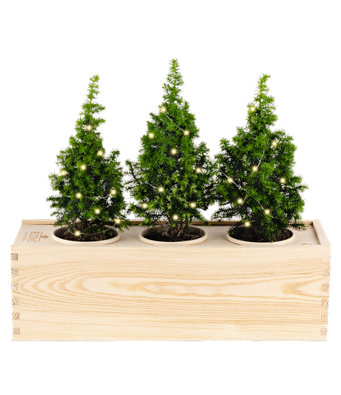 Plants in The Box Christmas Tree lucine LED Large