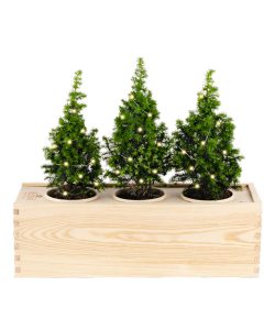 Plants in a Box Christmas Tree Large con Lucine