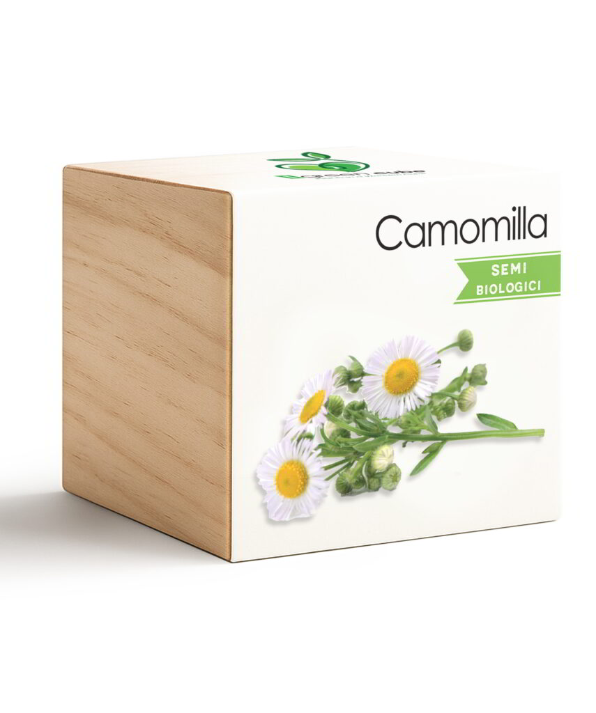 iGreen Cube Camomilla