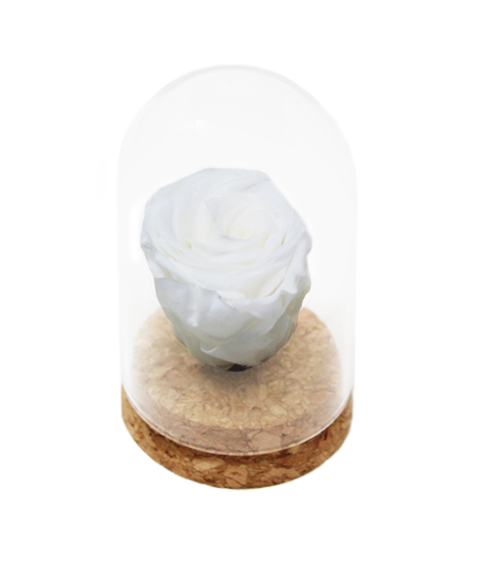 iGreen Rose bianca cupola