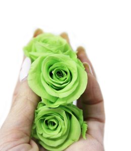 iGreen Rose tra le mani