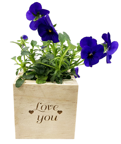 iGreen Cube Augurale con Viola 487x583